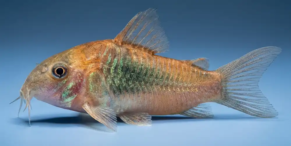 Orange Venezuelan Corydoras - Cuboid Nature Aquarium