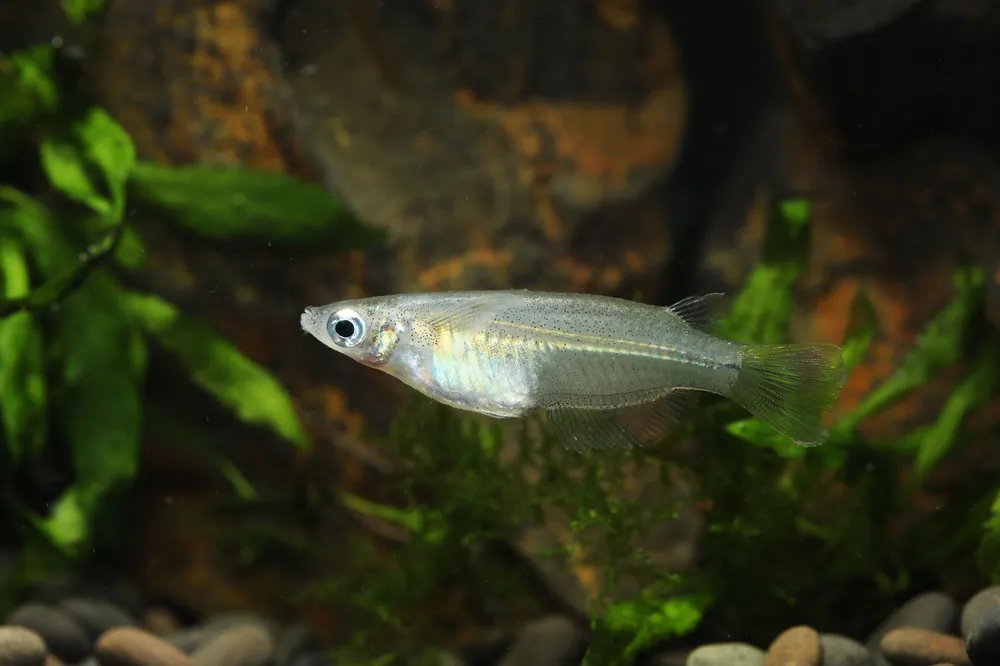 Javanese Ricefish - Cuboid Nature Aquarium