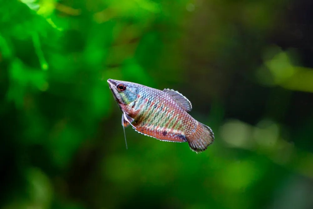 Vailant Chocolate Gourami - Cuboid Nature Aquarium