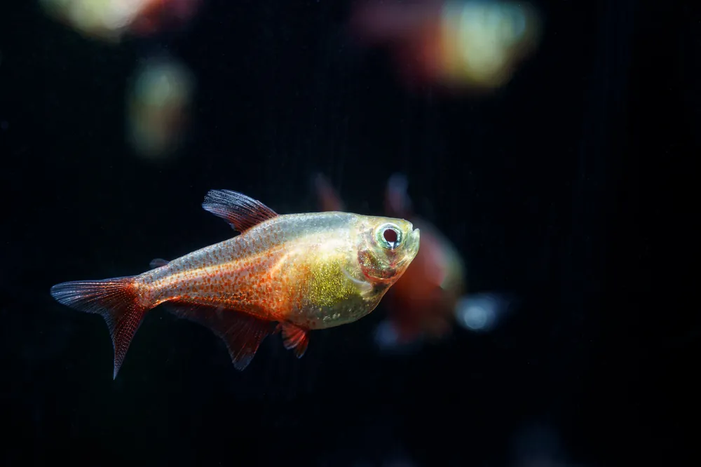 Gold Flame Tetra - Cuboid Nature Aquarium