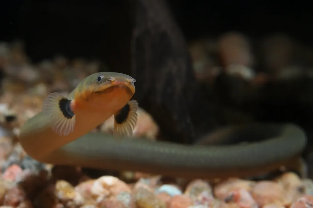 Rope Fish - Cuboid Nature Aquarium