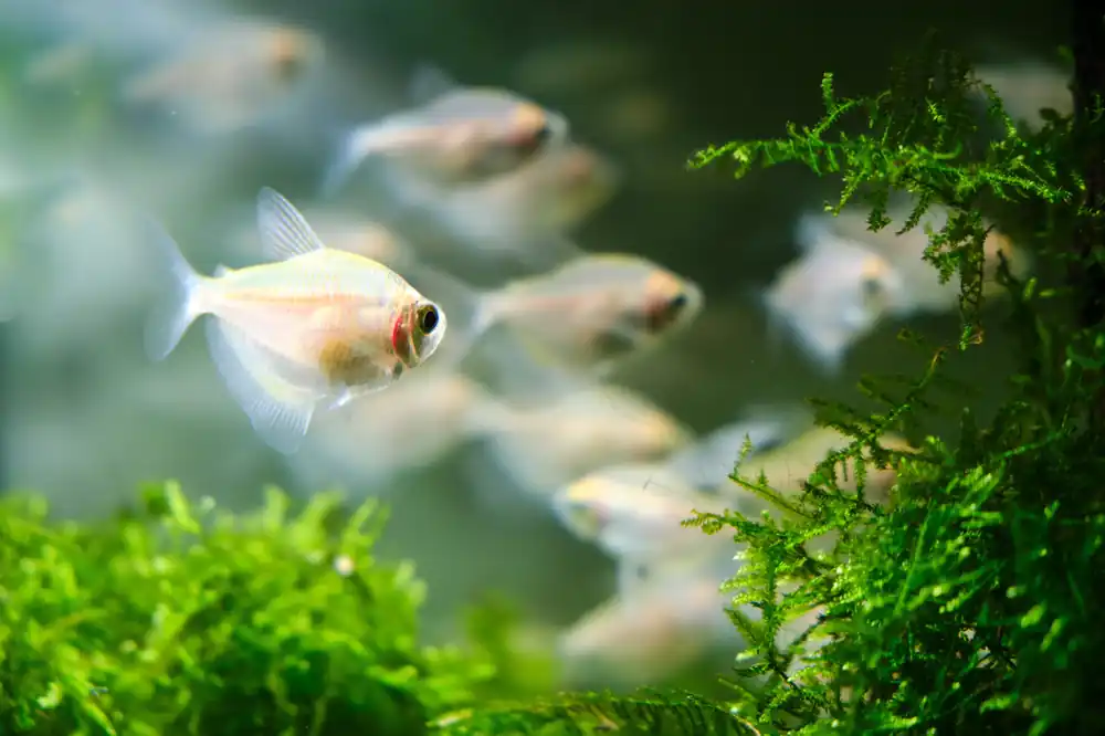 White Skirt Tetra - Cuboid Nature Aquarium