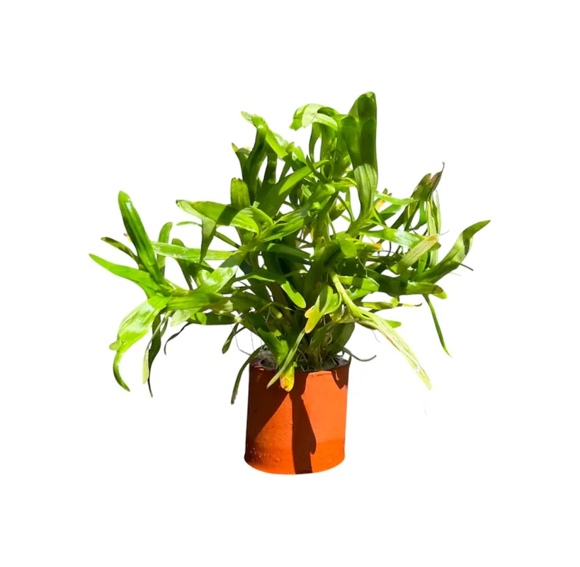 Stargrass - Cuboid Nature Aquarium