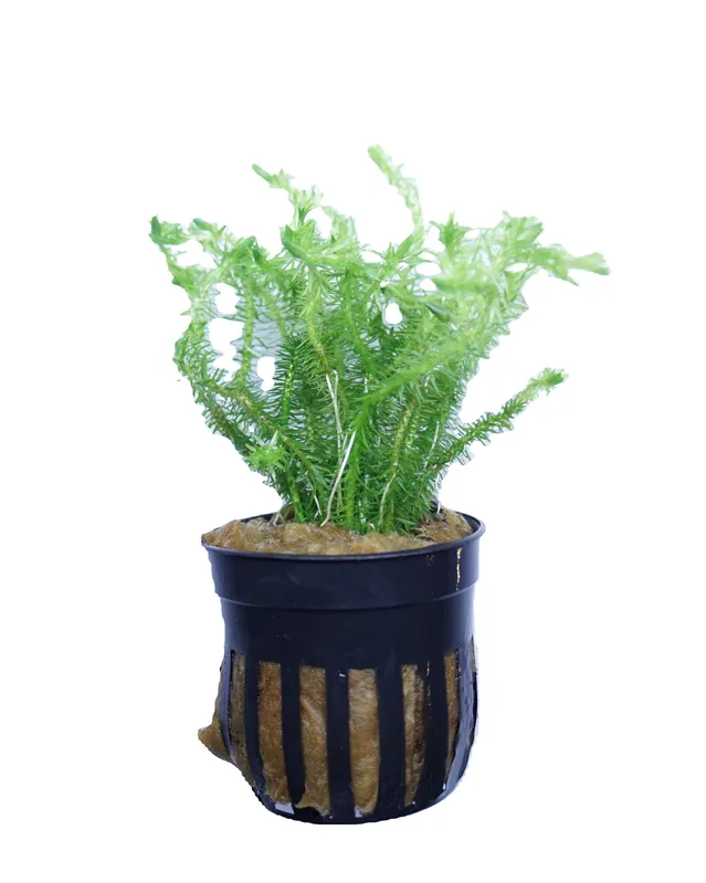 Mayaca Fluviatilis - Cuboid Nature Aquarium