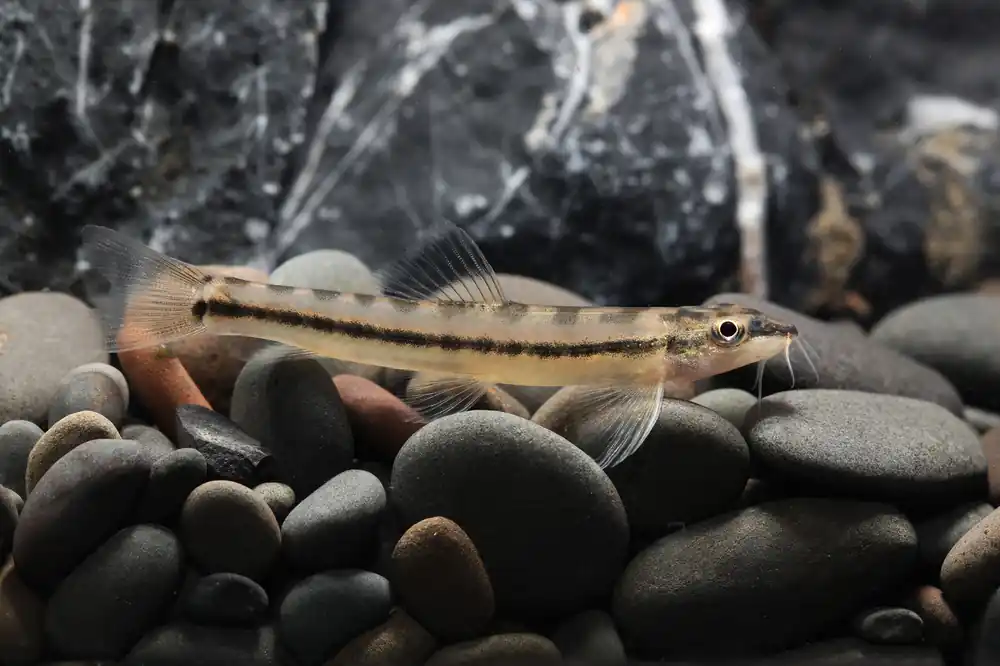 Torpedo Loach - Cuboid Nature Aquarium