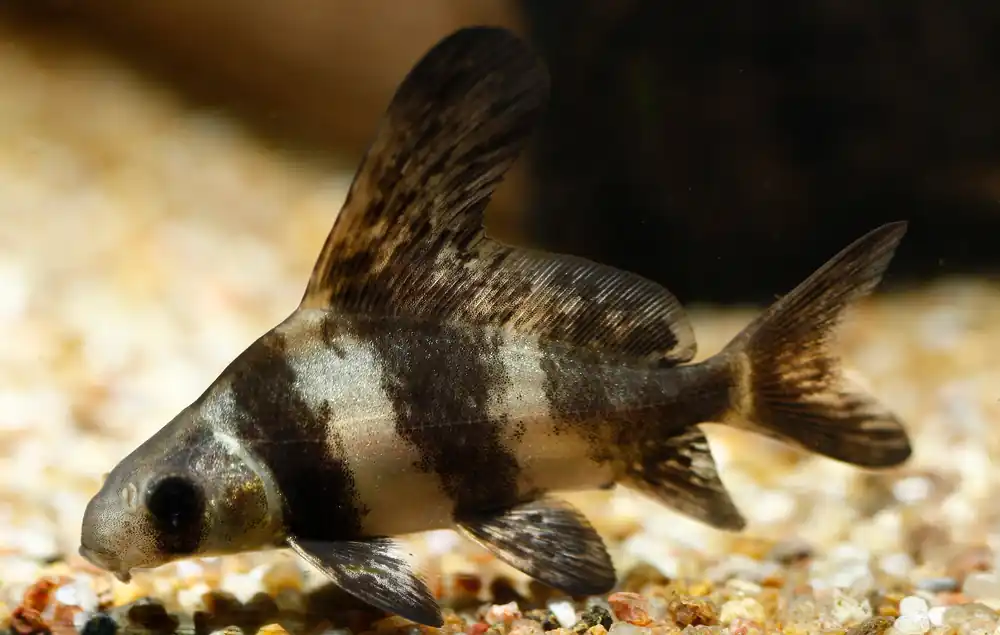 High Fin Banded Shark - Cuboid Nature Aquarium