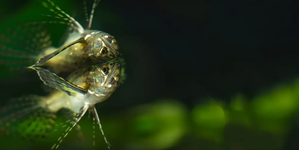 African Butterfly Fish - Cuboid Nature Aquarium