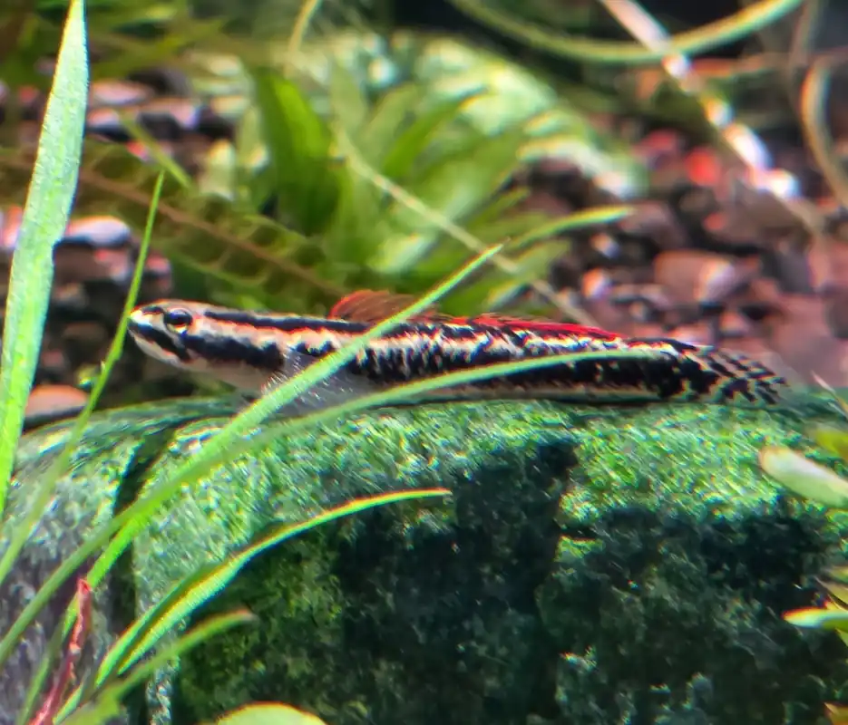 Golden Striped Goby - Cuboid Nature Aquarium