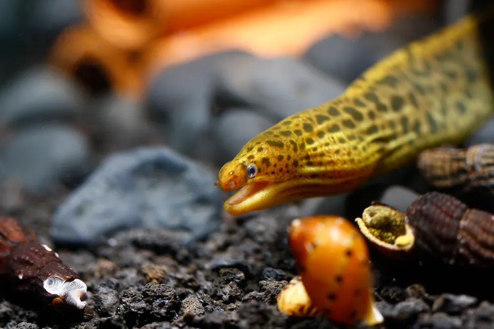 Freshwater Moray Eel - Cuboid Nature Aquarium