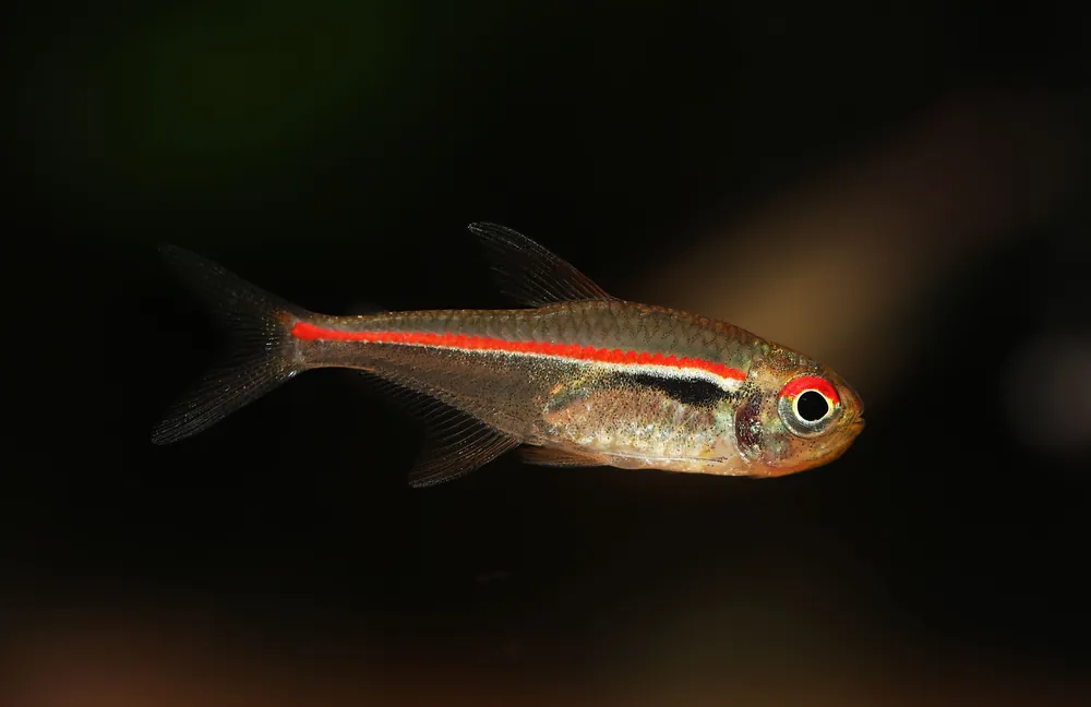 Red Line Tetra - Cuboid Nature Aquarium