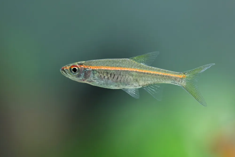 Red-Line Rasbora
