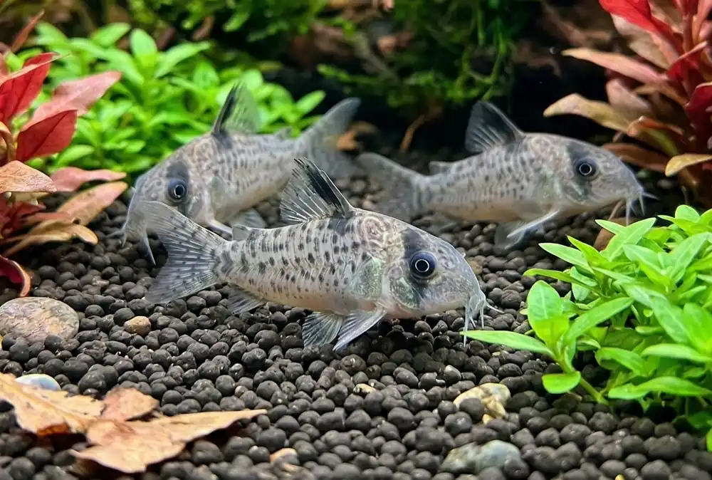 Ancestor Corydoras CW004/155 - Cuboid Nature Aquarium