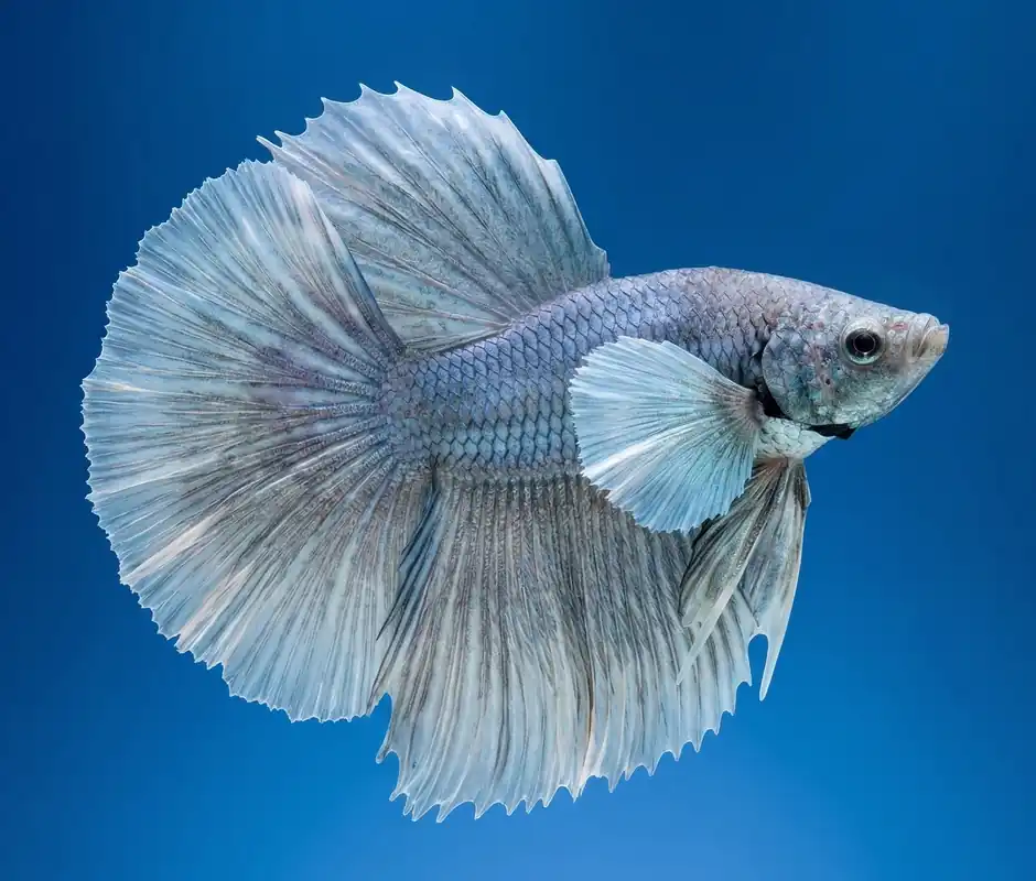 Dumbo Ear Halfmoon Male Betta - Cuboid Nature Aquarium