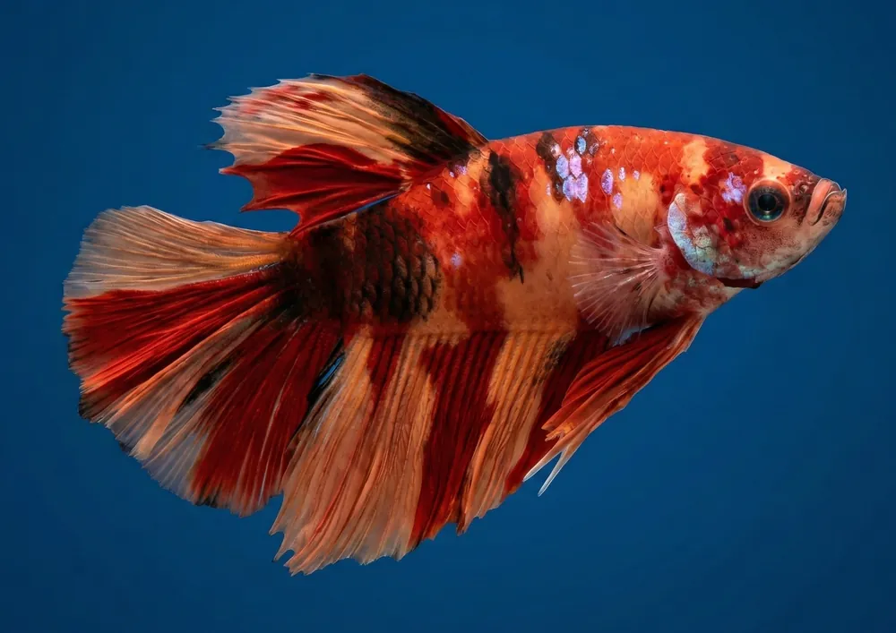 Koi Halfmoon Male Betta - Cuboid Nature Aquarium