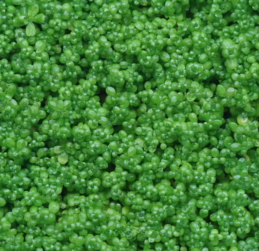 Dwarf Baby Tears - Cuboid Nature Aquarium