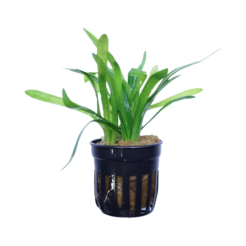 Dwarf Sagittaria - WaterScape