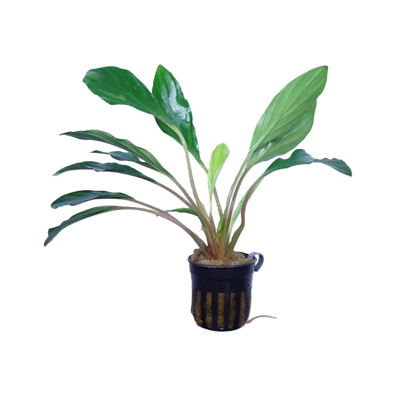 Homalomena sp broad cuneate red stem - Cuboid Nature Aquarium