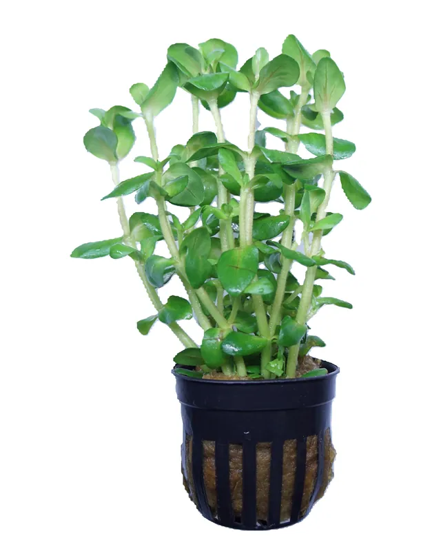 Bacopa salzmannii sp araguaia - Cuboid Nature Aquarium
