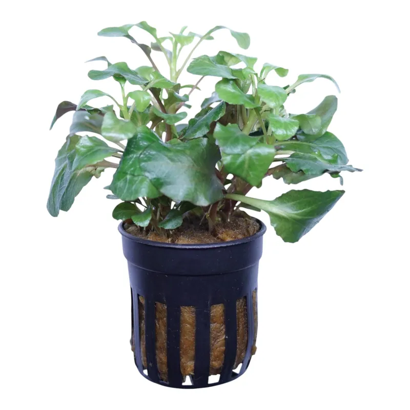 Lobelia Cardinalis Wavy - Cuboid Nature Aquarium