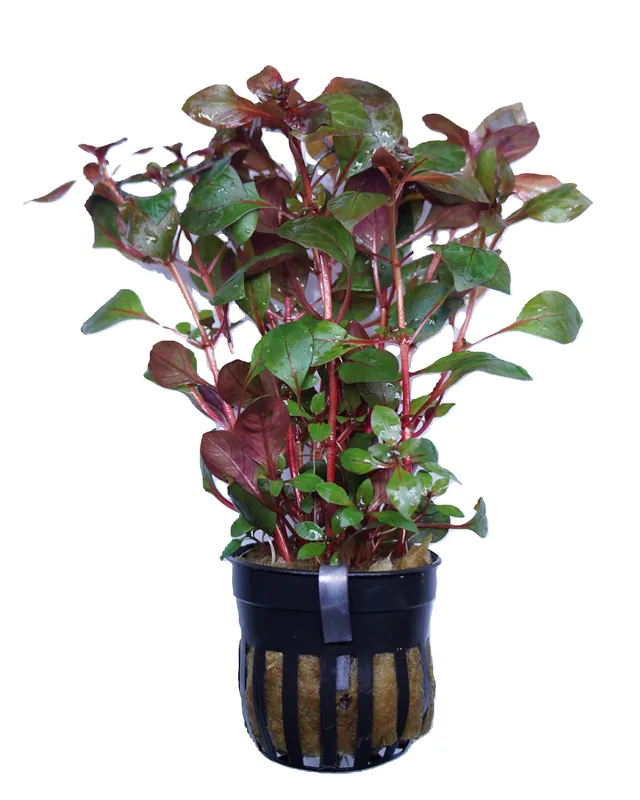 Ludwigia Palustris Super Red - Cuboid Nature Aquarium