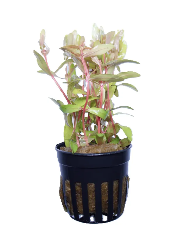 Nesaea Pedicellata Golden - Cuboid Nature Aquarium