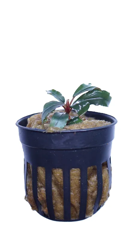 Bucephalandra Artemis - WaterScape