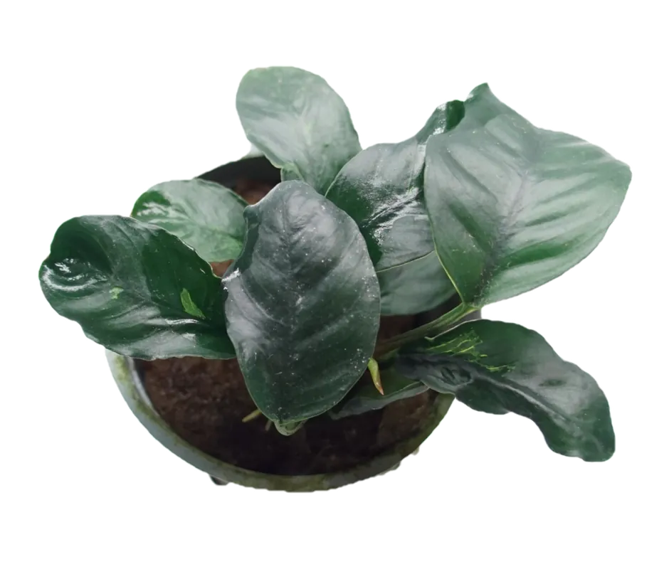 Anubias Coffeefolia - WaterScape