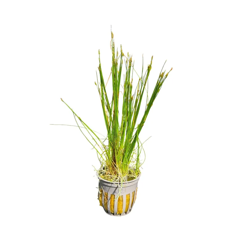 Dwarf Hairgrass (parvula) - Cuboid Nature Aquarium