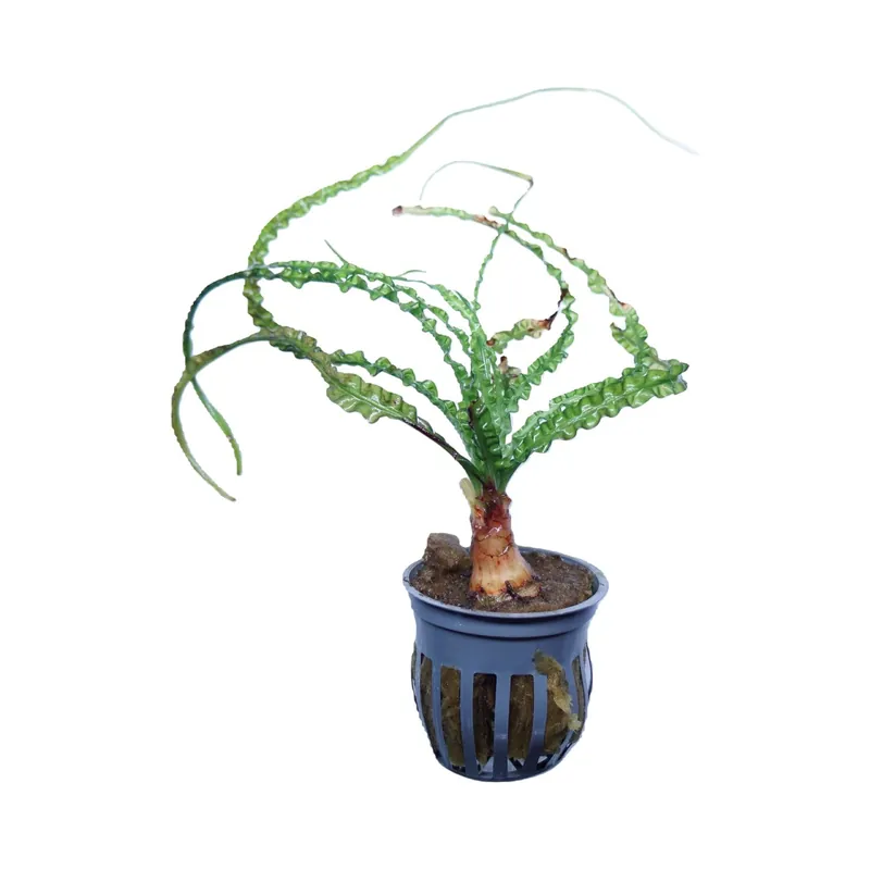 Crinum calamistratum - WaterScape