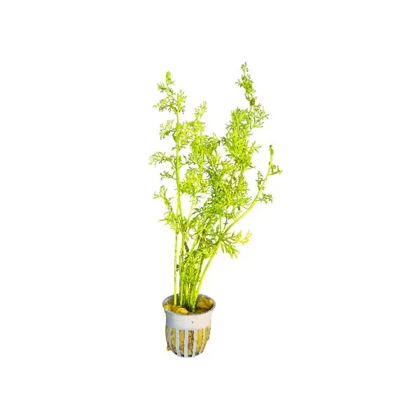 Watersprite Lace Leaf - Cuboid Nature Aquarium