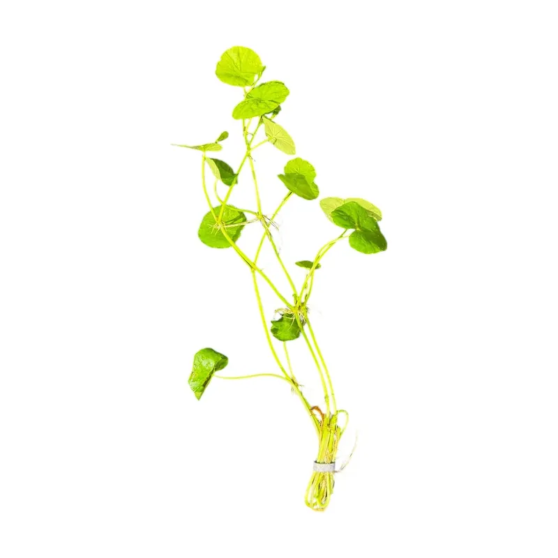 Pennywort Brazilian - Cuboid Nature Aquarium