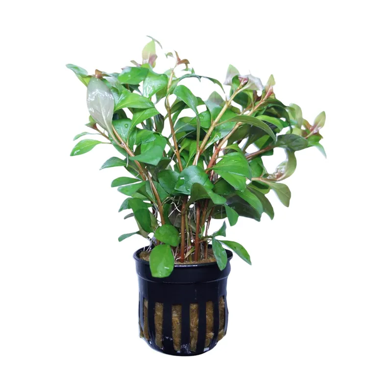 Ludwigia Super Red Mini - WaterScape