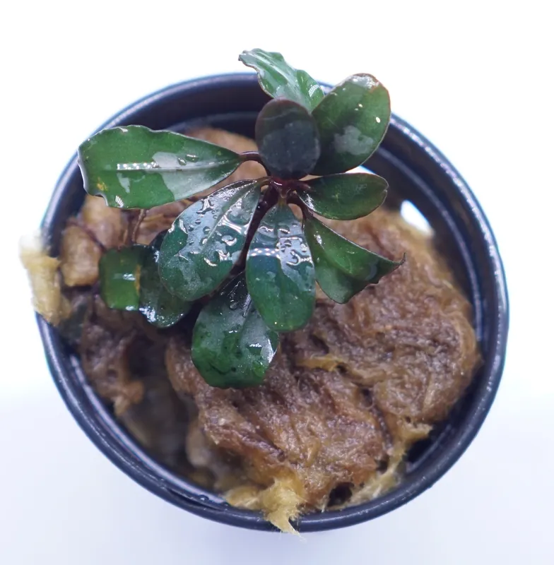 Bucephalandra Mini Boyan - WaterScape