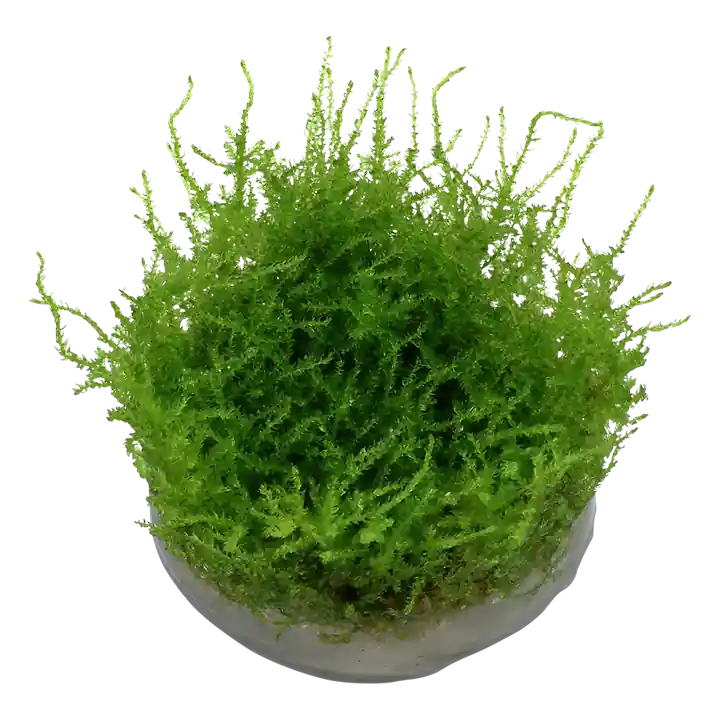 Christmas Moss - WaterScape