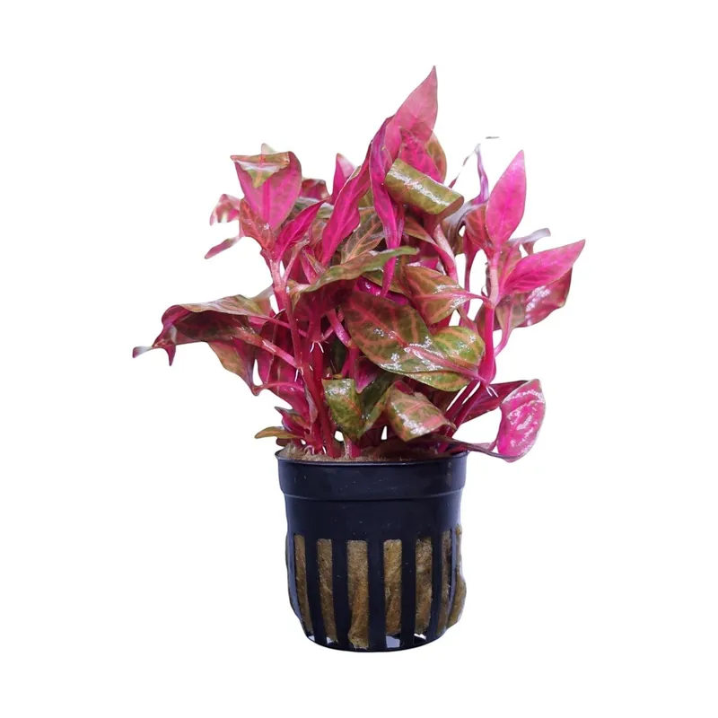 Scarlet Temple Variegated - Cuboid Nature Aquarium