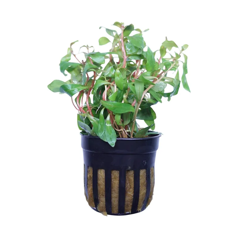Ammannia gracilis - WaterScape