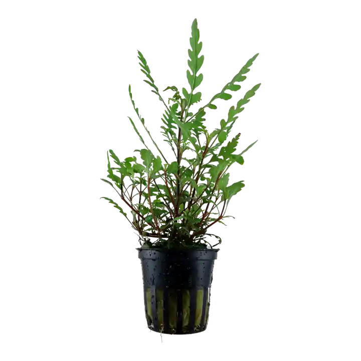 Hygrophila pinnatifida - Cuboid Nature Aquarium