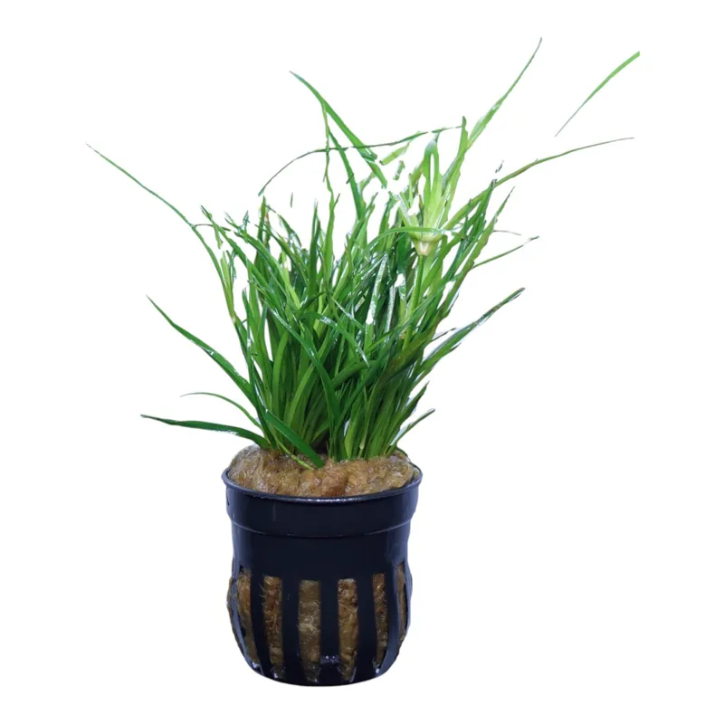 Juncus repens - Cuboid Nature Aquarium