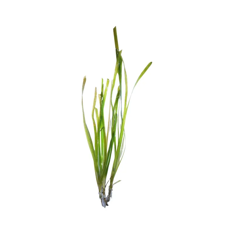 Vallisneria Italian - WaterScape