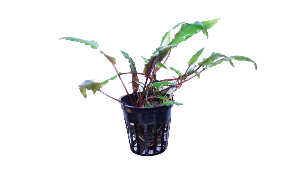 Cryptocoryne Lutea - WaterScape