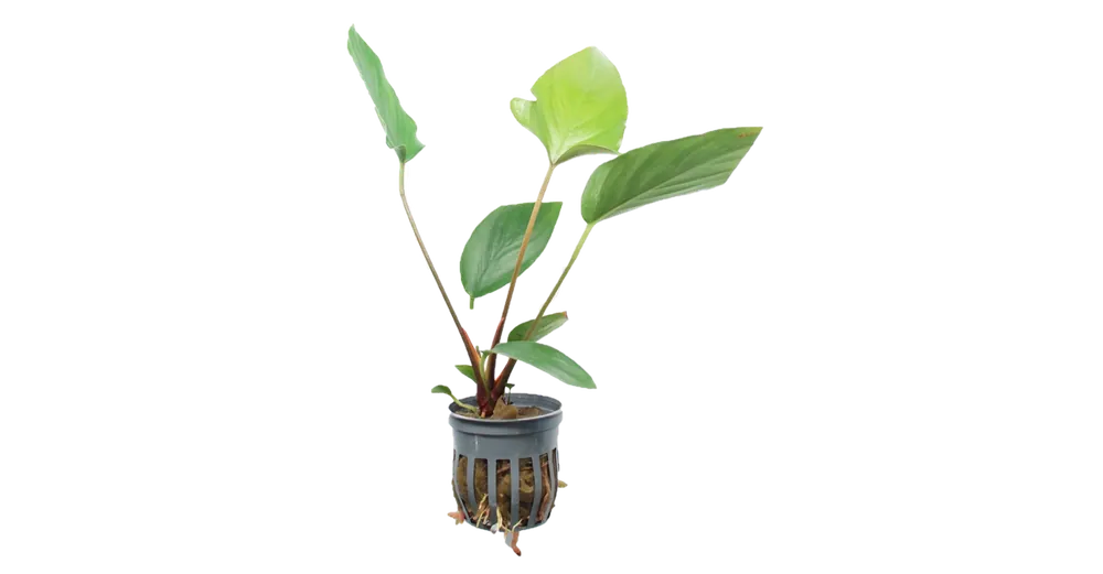 Anubias hastifolia - WaterScape