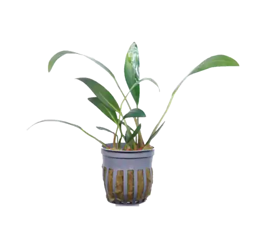 Anubias glabra (lanceolata) - Cuboid Nature Aquarium