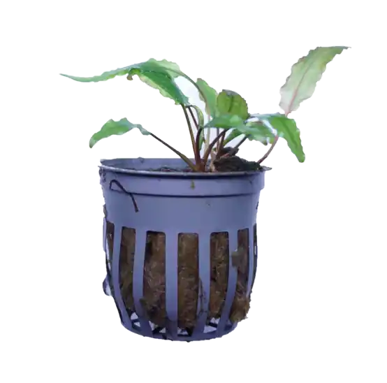 Cryptocoryne Wendtii Green - WaterScape