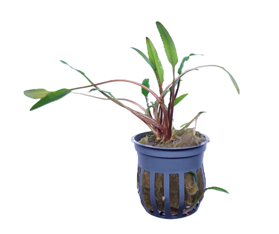 Cryptocoryne Lucens - Cuboid Nature Aquarium