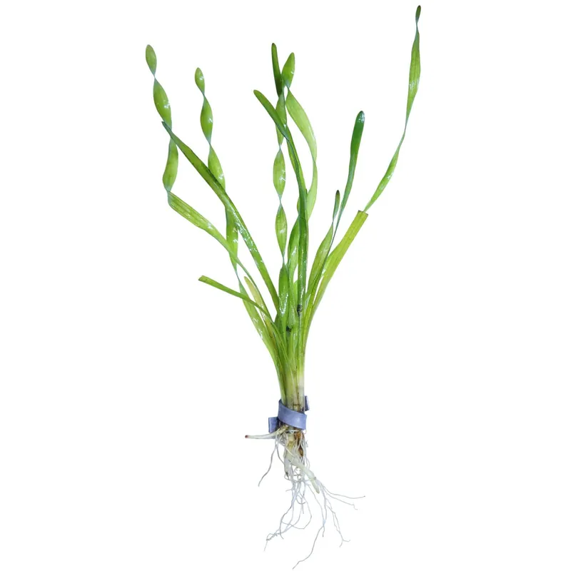 Vallisneria Corkscrew - WaterScape