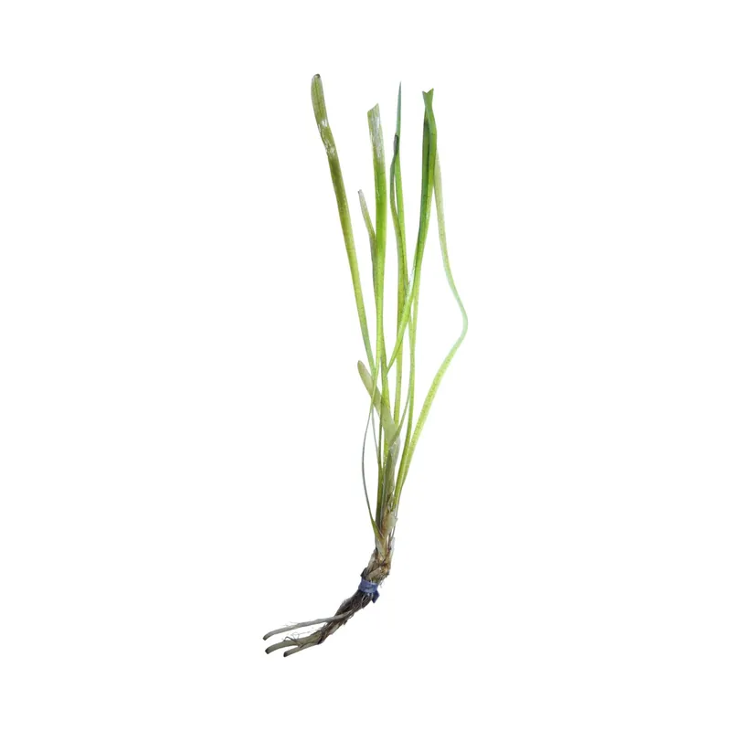 Vallisneria Jungle - WaterScape