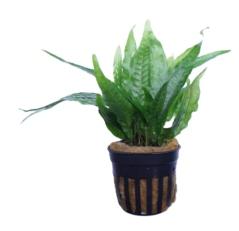 Java Fern - Cuboid Nature Aquarium