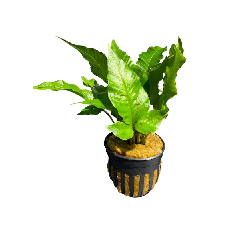 Bolbitis Broadleaf - Cuboid Nature Aquarium