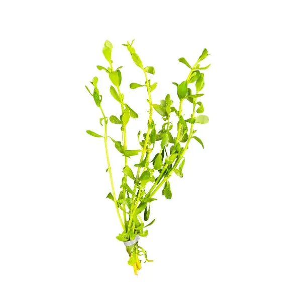 Moneywort - WaterScape