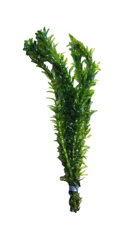 Anacharis - Prohibited from Sale in PA
